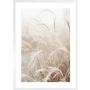 OBRAZ PAMPAS GRASS IN THE SUN NO.2 Suszona trawa pampasowa w słońcu